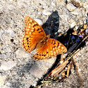 Tawny Emperor