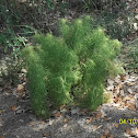 Shrub