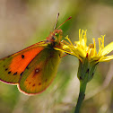 Colias lesbia vauthierii