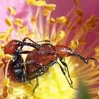 Rose Curculio