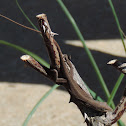 Carolina Anole