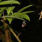 Glasswinged butterfly