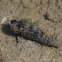 California Horn Snail
