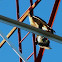 Peregrine Falcon and a Rock Pigeon