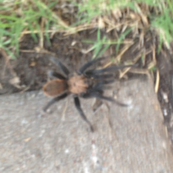 Spotting Image 1