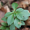 Japanese Spurge