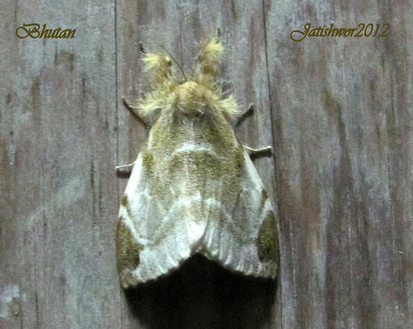 Spotting Image 1