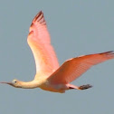 Roseate Spoonbill