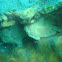 Giant Frogfish