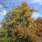 Hickory Tree