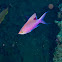 Purple Anthias