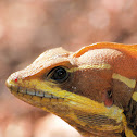 Basilisk or Jesus Lizard