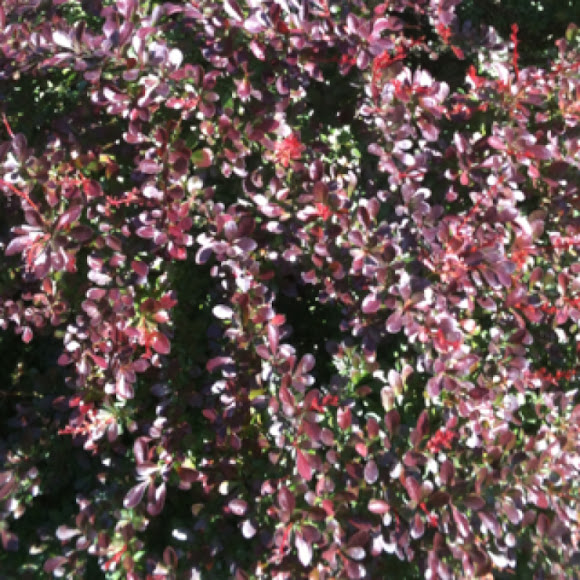 Spotting Image 1