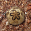 Sand Dollar