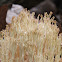 Crown Coral