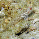 Signalfin Goby