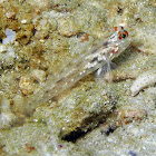 Signalfin Goby