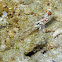 Signalfin Goby