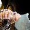 Lionfish