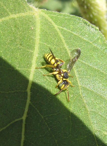 Spotting Image 1