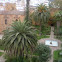 Palma datilera o palmera real