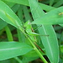 Lesser Meadow Katydid