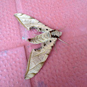 Streaked Sphinx Moth