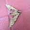Streaked Sphinx Moth