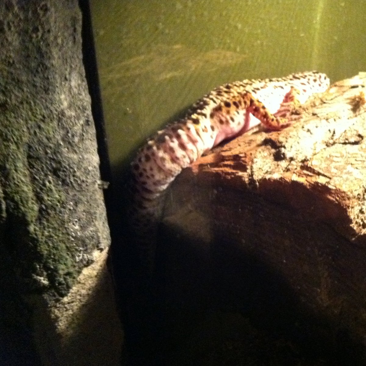 Leopard gecko 