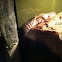Leopard gecko 