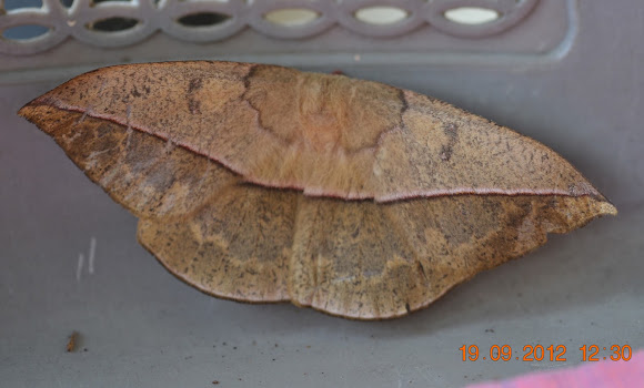 Spotting Image 1