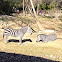 Zebra