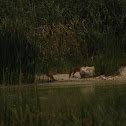 Red fox