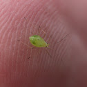 Pea Aphid
