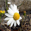 Corn Chamomile