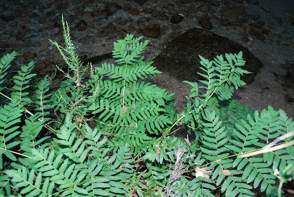 Spotting Image 1