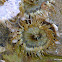 Sea Anemone