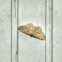 Moth