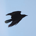 Fish Crow