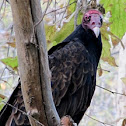 Turkey Vulture
