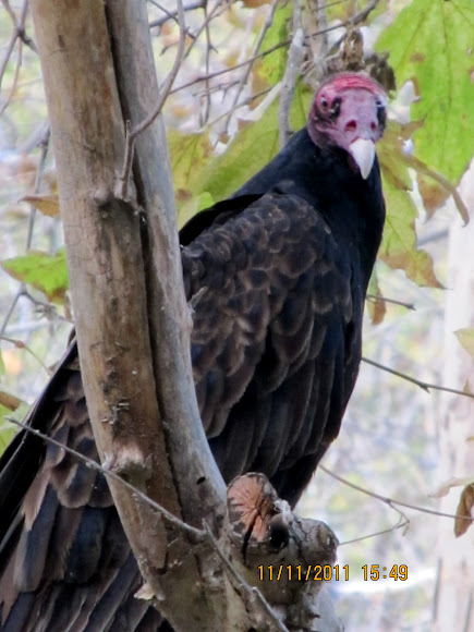 Spotting Image 1