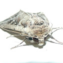 Noctuid moth