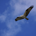 Osprey