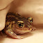 Toad