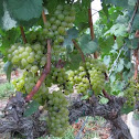 Green Grapes