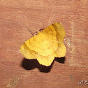 Moth