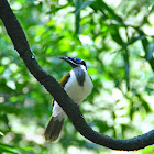 Blue-faced Honeyeater
