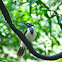 Blue-faced Honeyeater