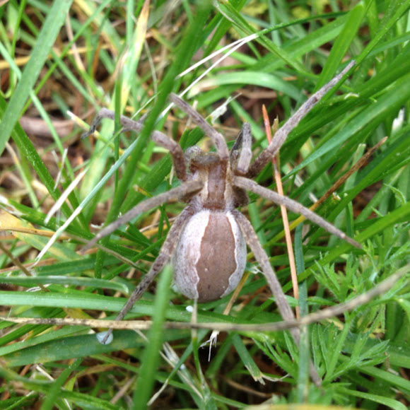 Spotting Image 1