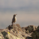 Rock Wren